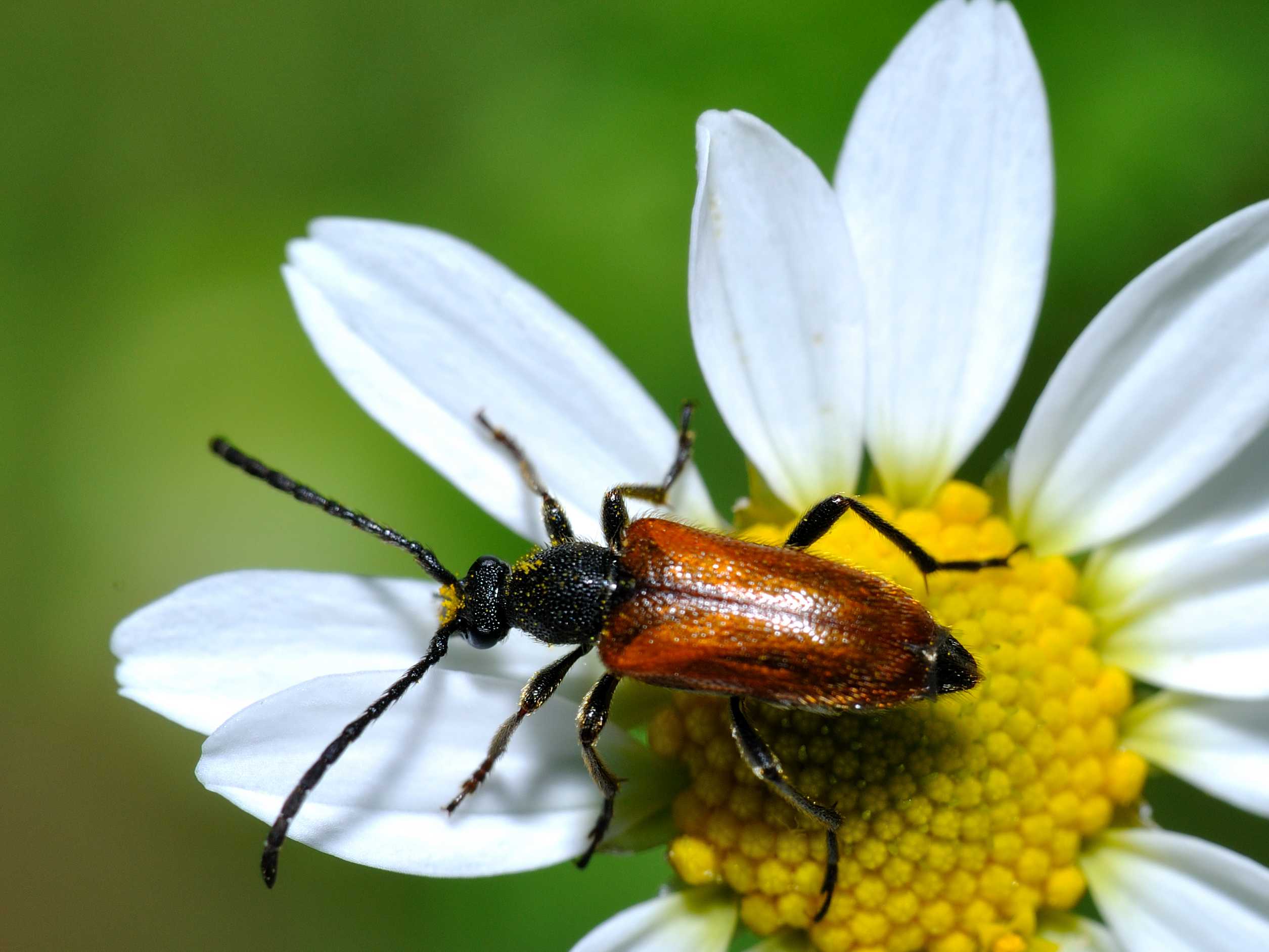 Stictoleptura? Pseudovadonia livida livida